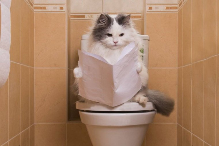 Кот в горшке