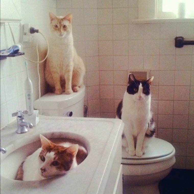 Смешные коты в ванне