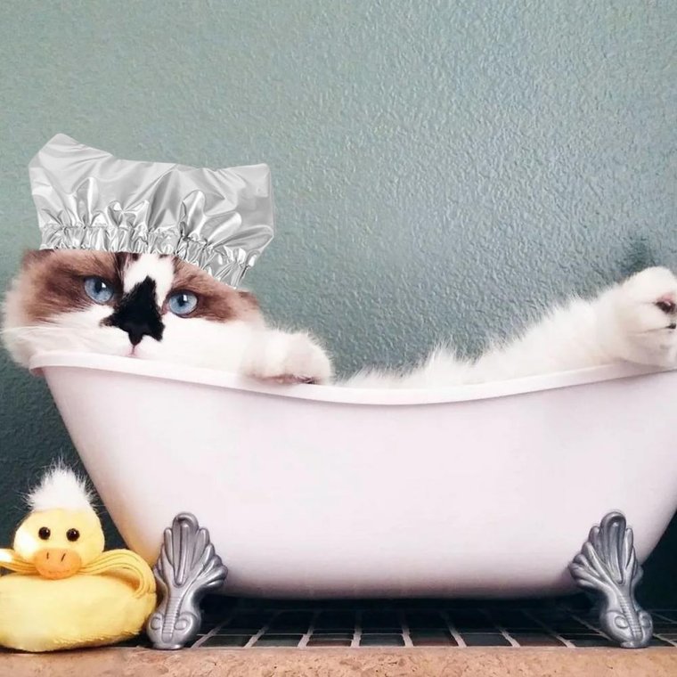 Котик в ванной