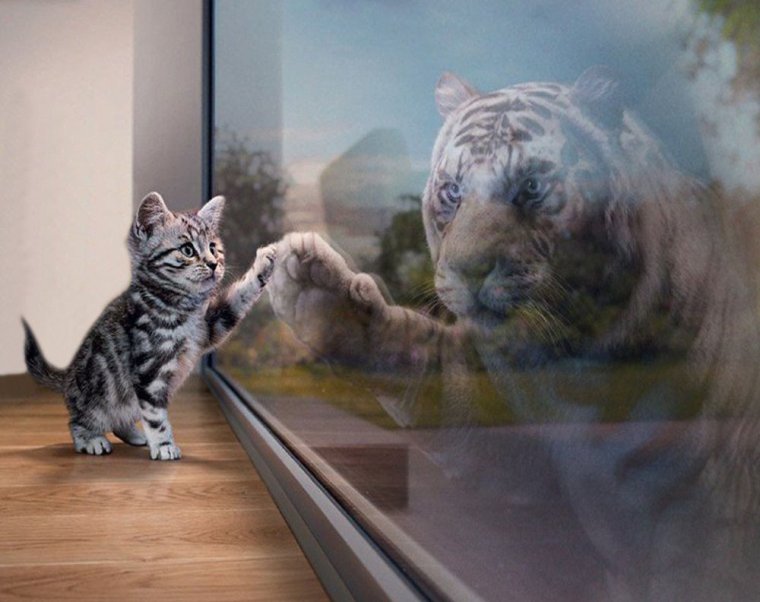 Отражение котенка