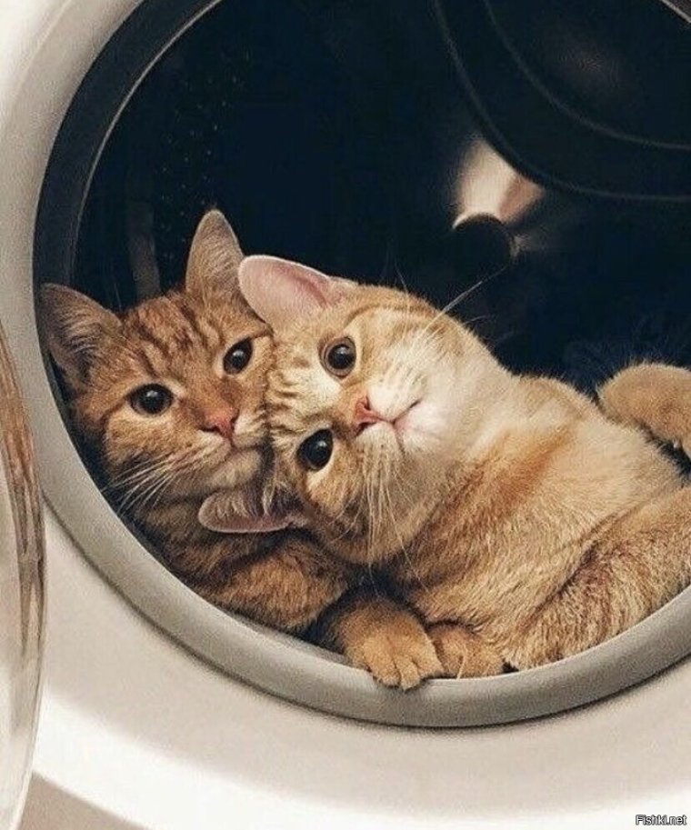 Два кота в стиральной машине