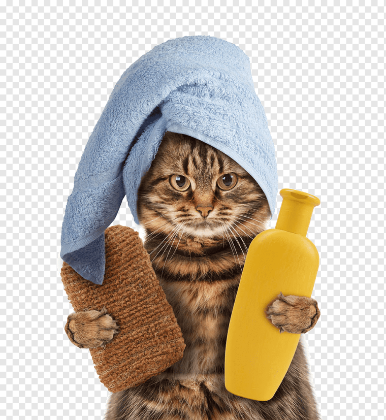 Кот с полотенцем на голове