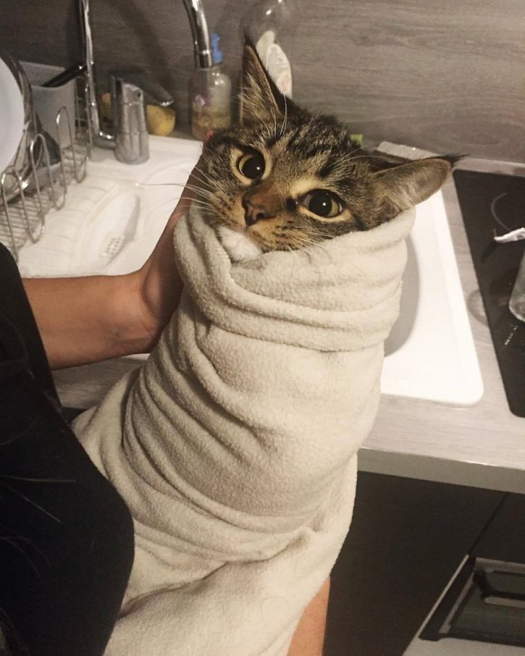 Кот в полотенце
