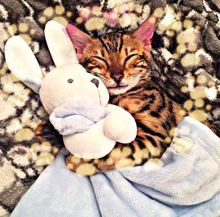 Котик спит с игрушкой