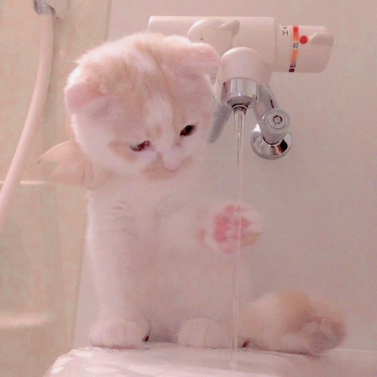 Милые эстетичные коты