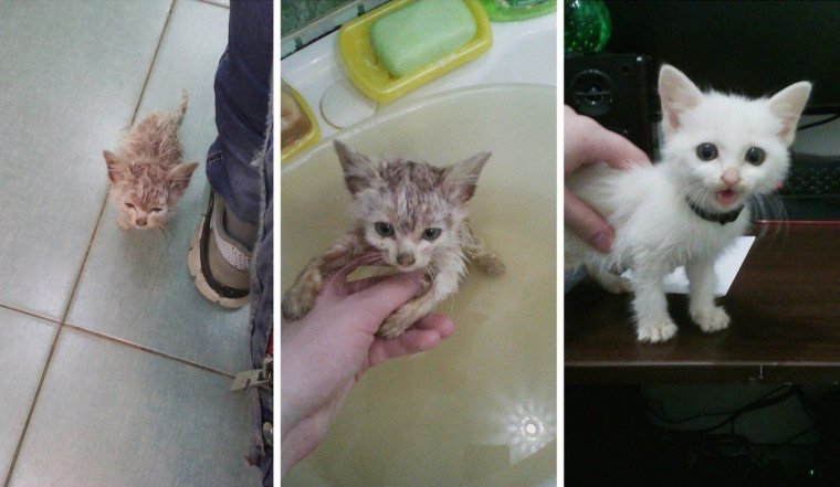 Подобрали котенка с улицы