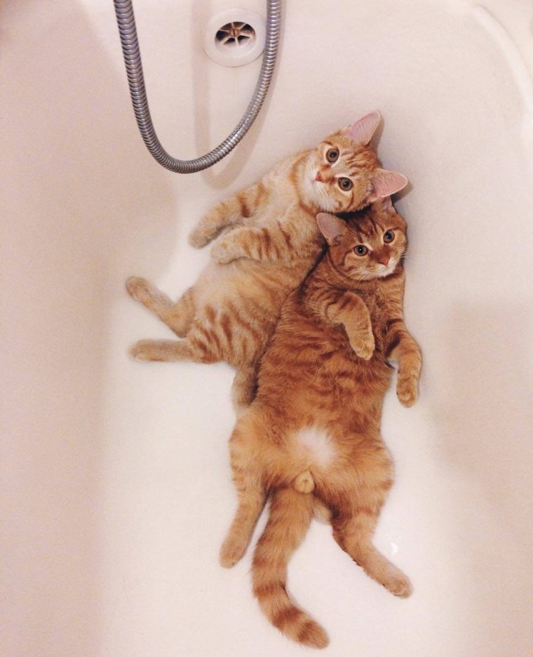 Два рыжих котенка