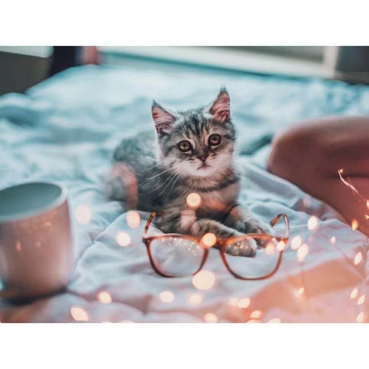 Идеи для фотосессии с котом