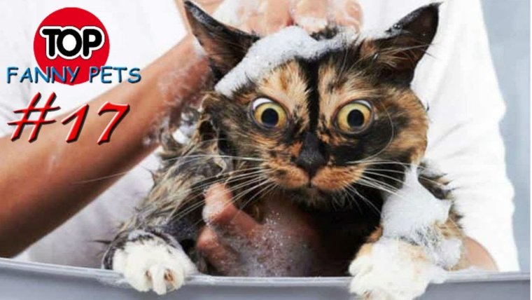 Котики после купания