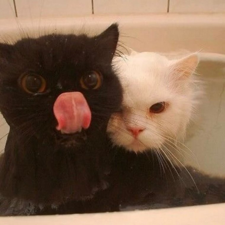 Черный кот в умывальнике