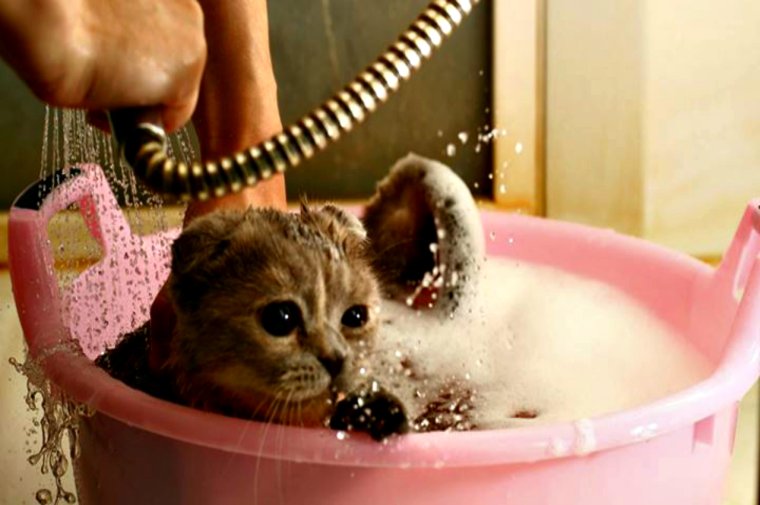 Котенок моется