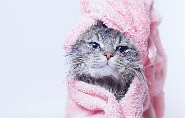 Кошка с полотенцем на голове