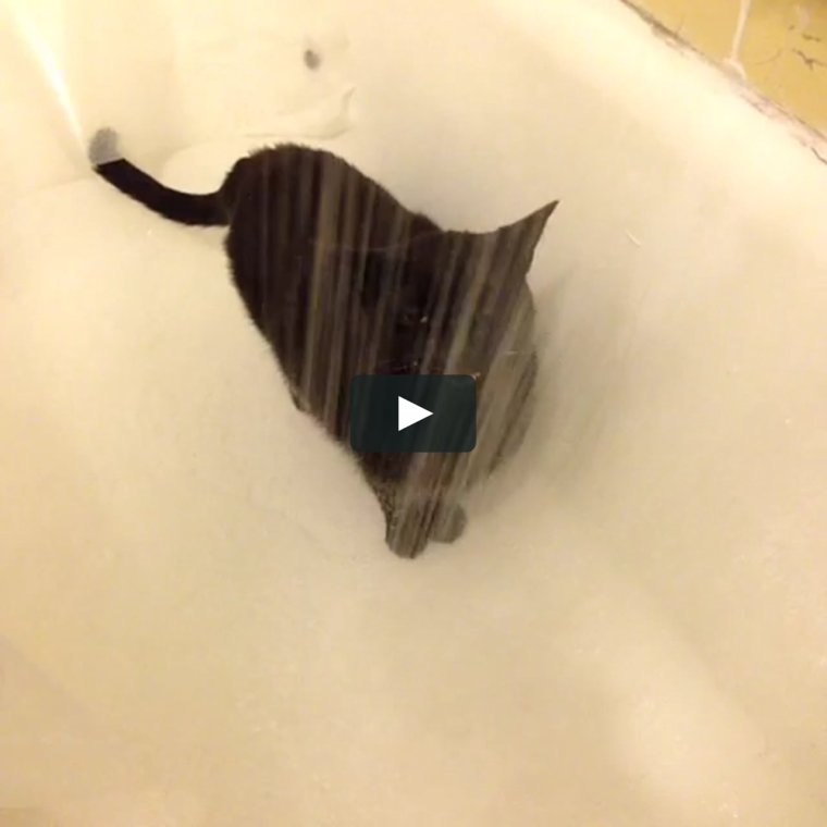 Гифка кот в душе