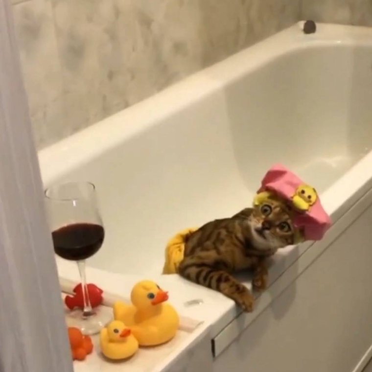 Кот в ванне с уточками