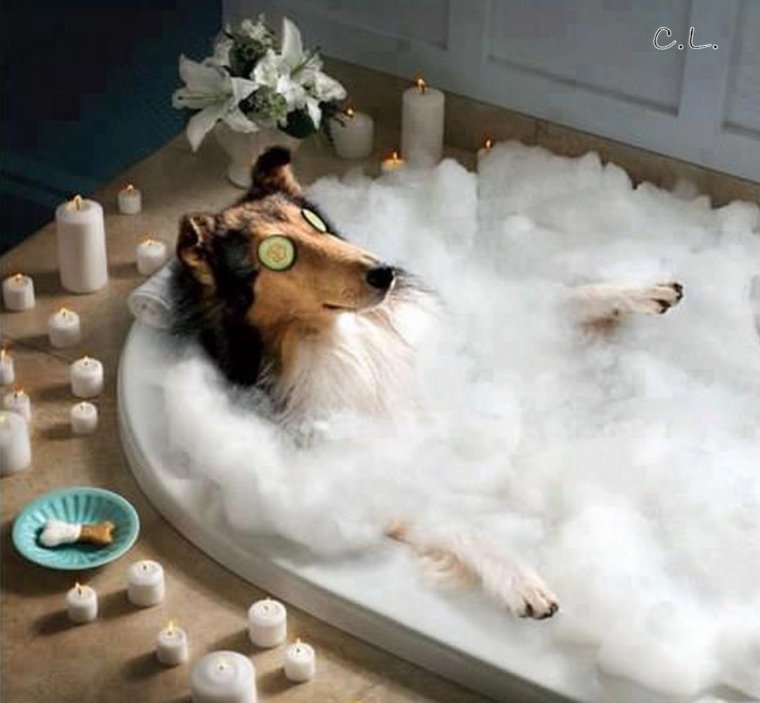 Собака моется