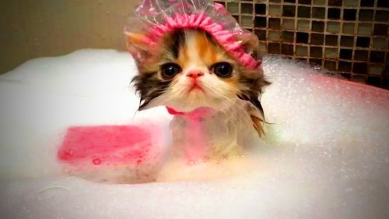 Котик в ванной