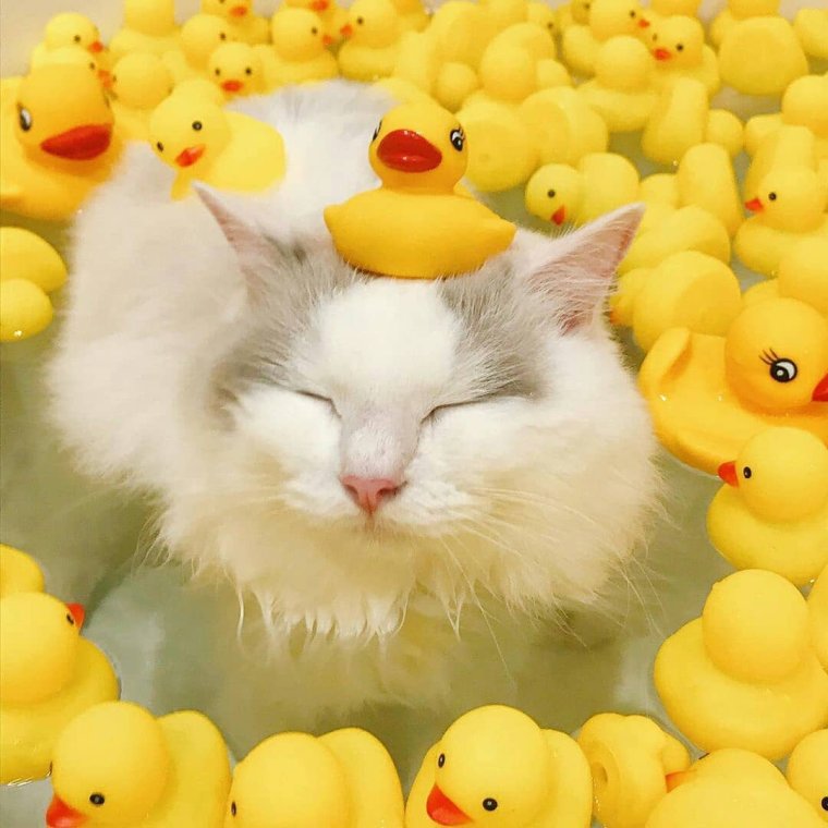 Кот в ванне с уточками