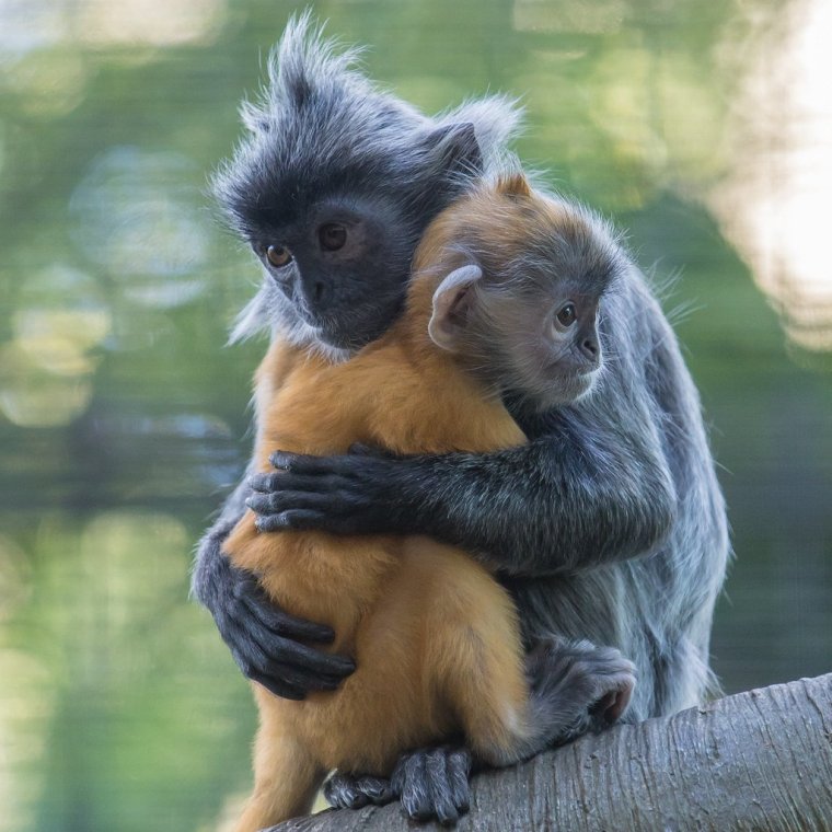 Объятия животных