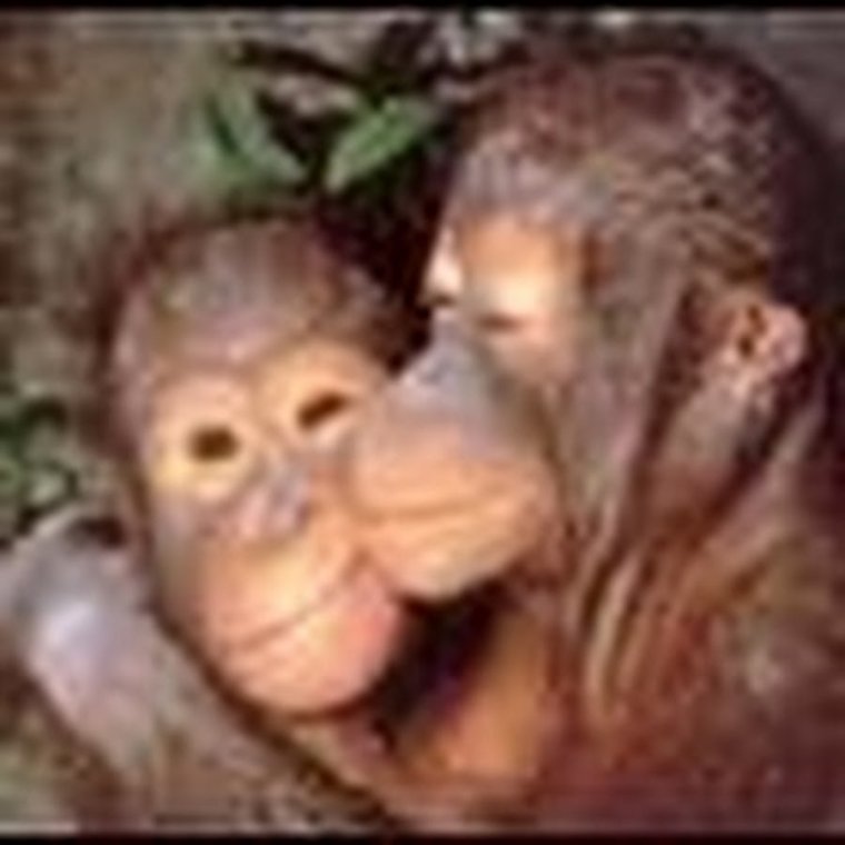 Обезьянки целуются