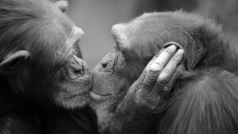 Обезьяны целуются