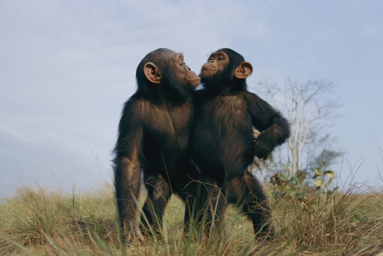 Две шимпанзе
