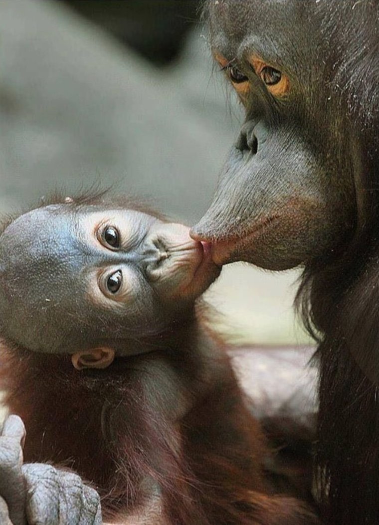 Смешные животные