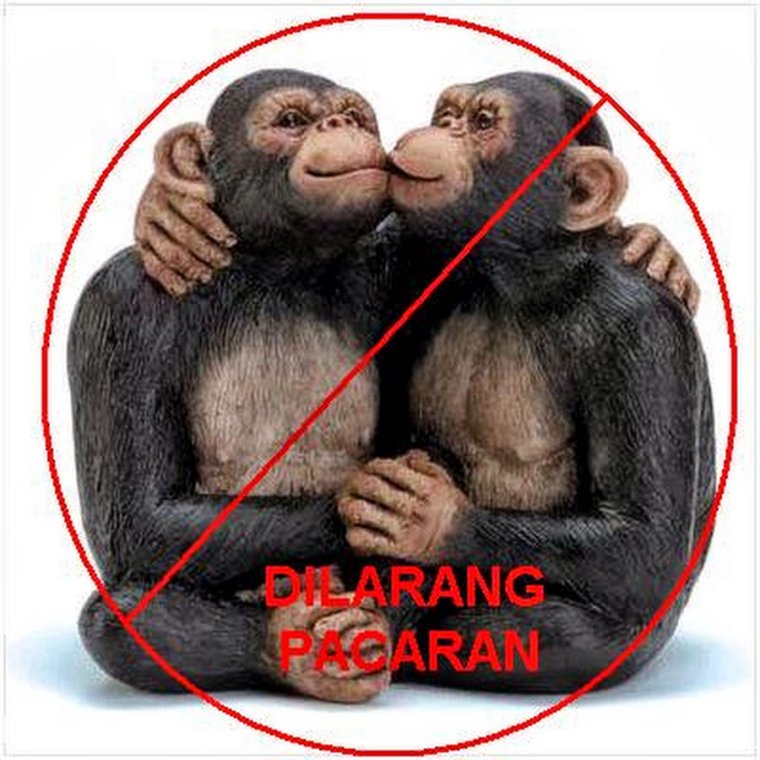 Две обезьяны в обнимку