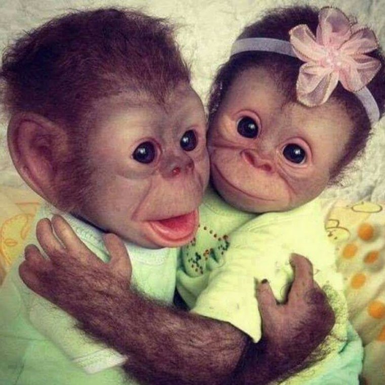 2 Обезьяны милые