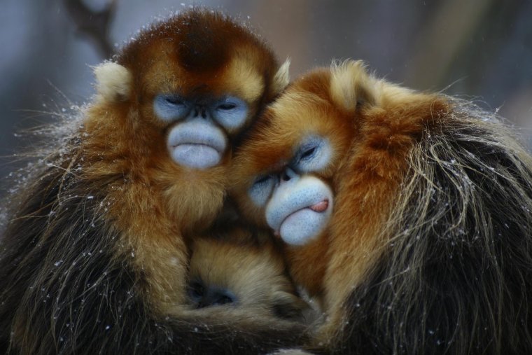 Обезьяны обнимаются