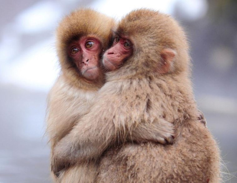Влюбленные обезьяны
