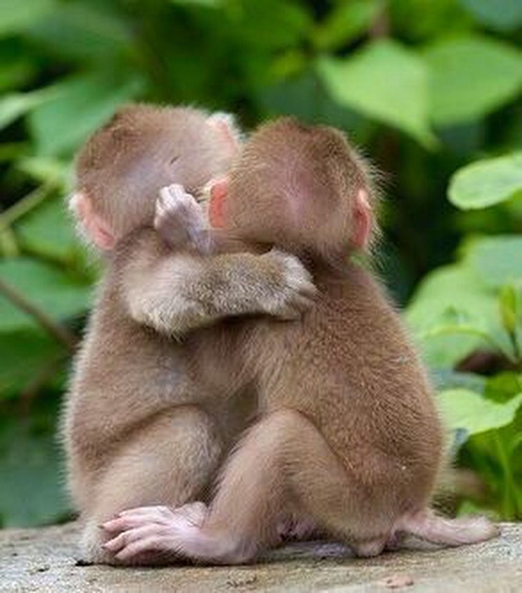 Две обезьянки