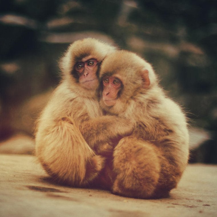 Заставки на рабочий стол прикольные милые