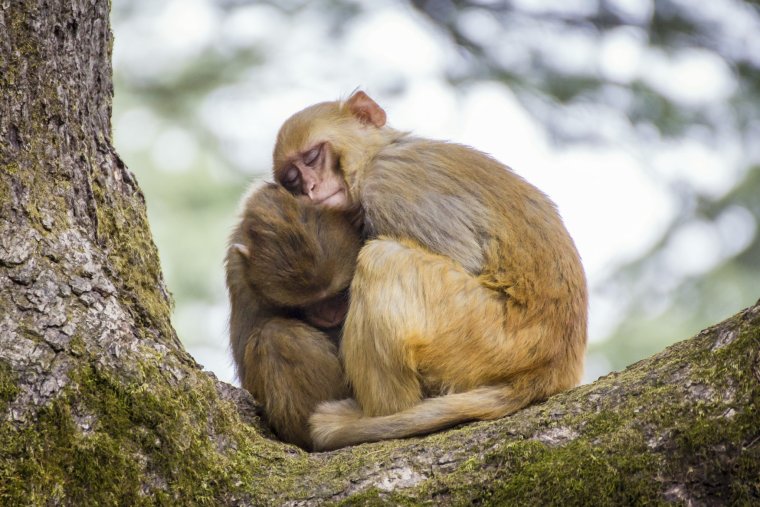 Мартышки спят в обнимку