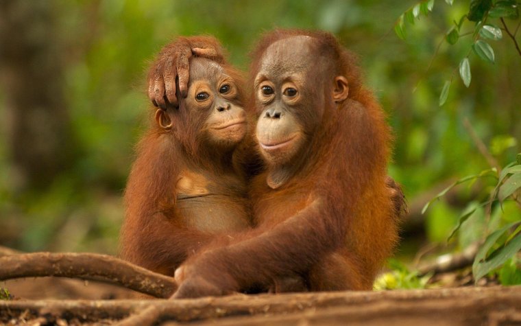 Обезьянка обнимает