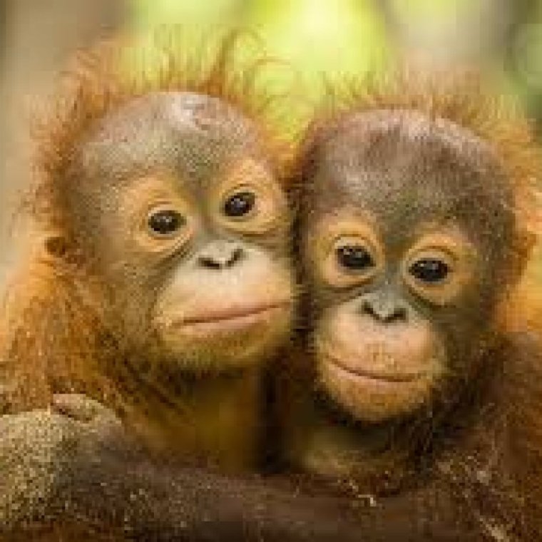 Две мартышки