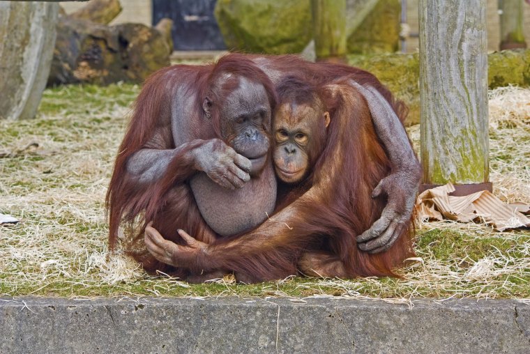 Обезьяны в обнимку