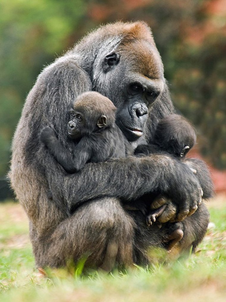 Обезьянки обнимаются