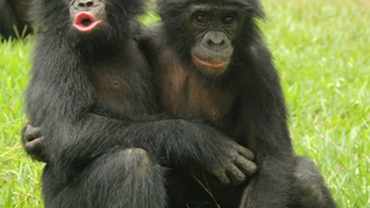 Бонобо обезьяна обнимает