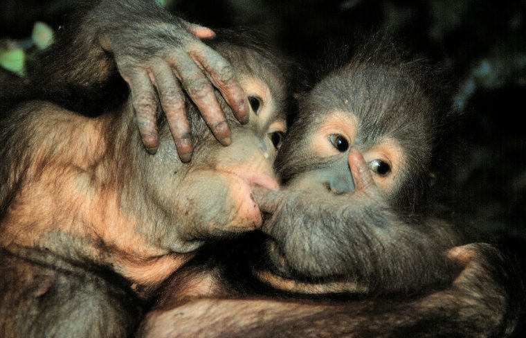 Обезьянки обнимаются