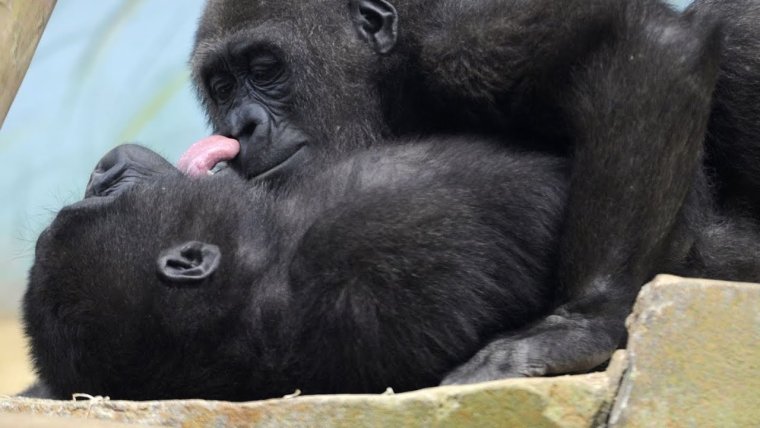 Две гориллы