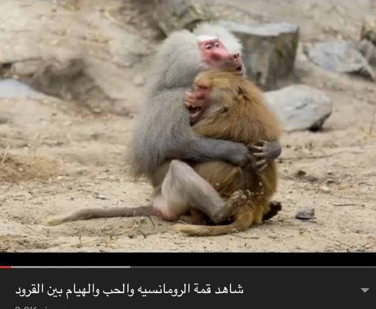 Обезьяна облизывает