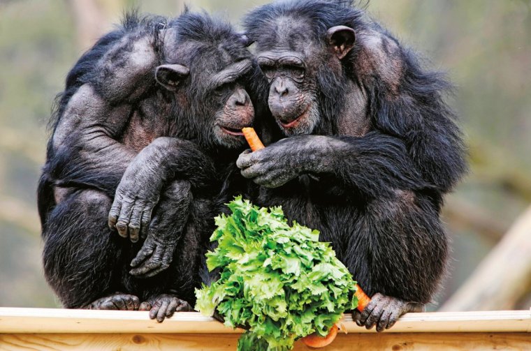 Шимпанзе обнимаются