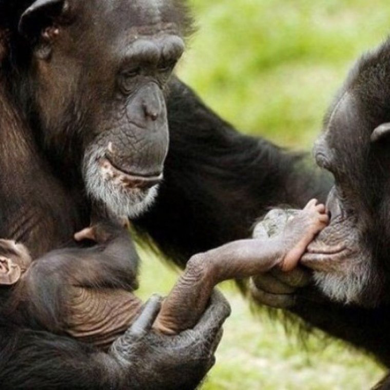 Две обезьяны целуются