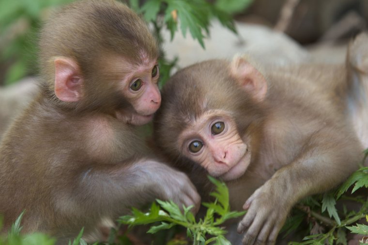 Две милые обезьянки