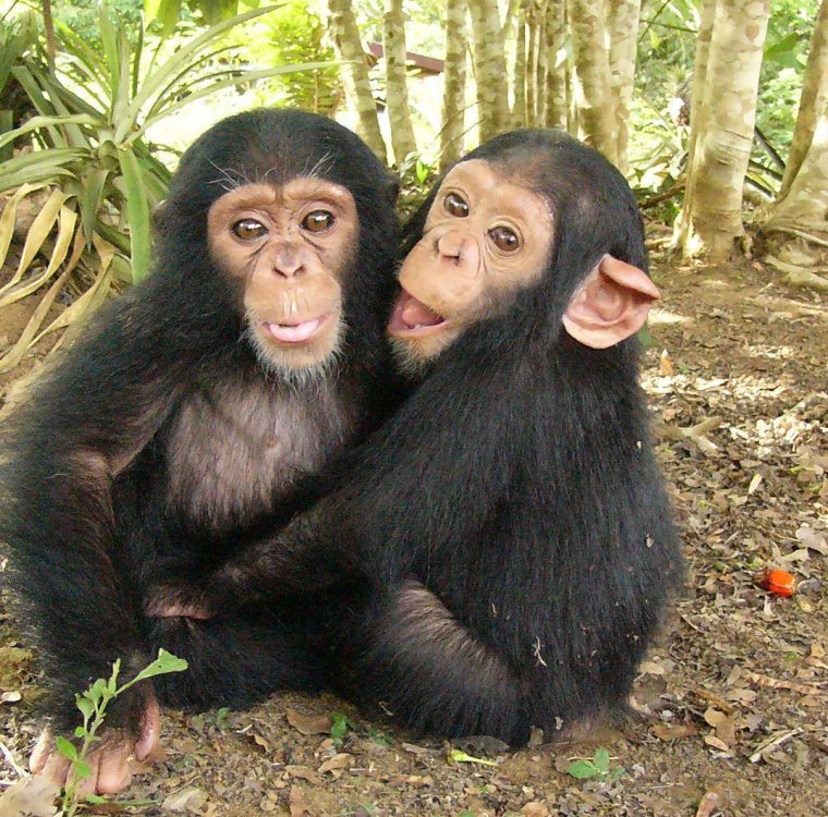 Две шимпанзе