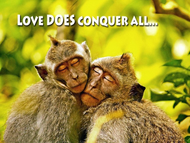 Две влюбленные обезьянки