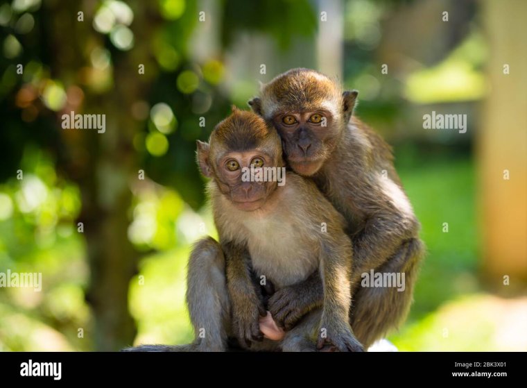 Обезьянка обнимает дуб