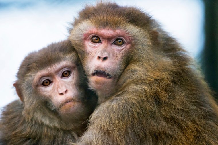 Несколько обезьян