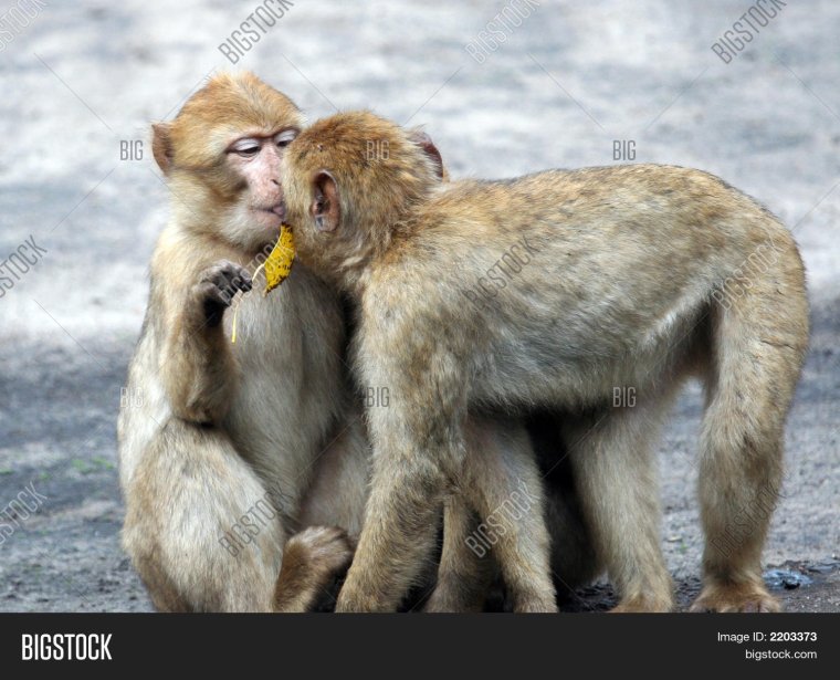 Обезьянка с поцелуем маленькая