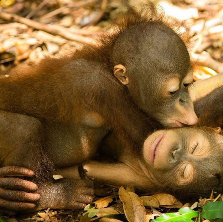 Поцелуй обезьяны